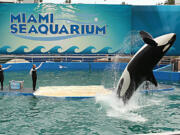 Lolita the killer whale, seen in January 2014, was the star attraction at Miami Seaquarium for decades.