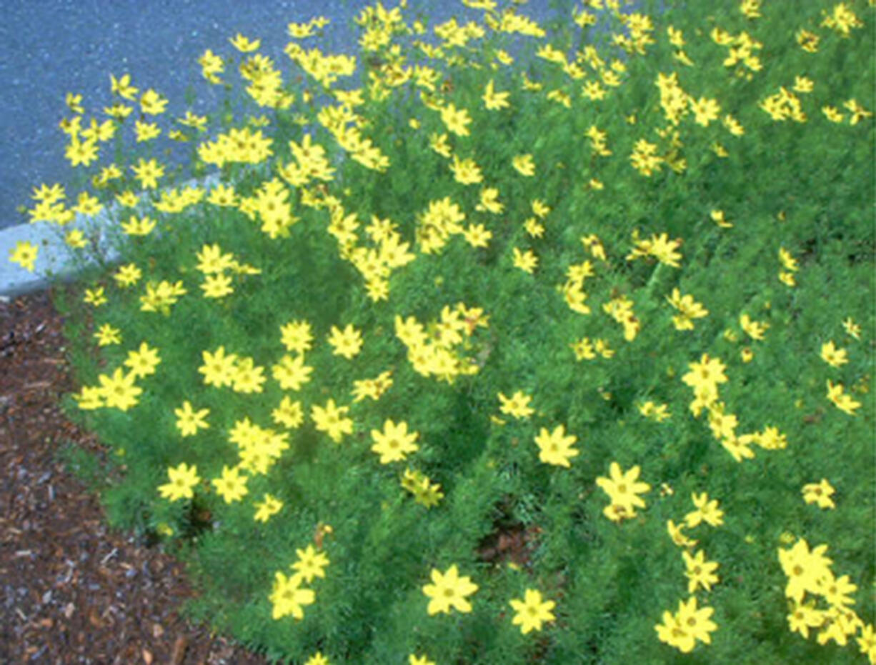 Moonbean coreopsis (Allen Wilson)