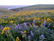 "March and early April are a great time of year for wildflowers in the eastern Gorge," said Ren?e Tkach of Friends of the Columbia Gorge. This April view of wildflowers carpeting vast Columbia Hills State Park, the easternmost park in the Gorge, shows why.