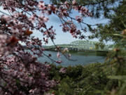 Delicate blossoms frame the Interstate 5 Bridge as they brighten the Vancouver waterfront on Thursday morning. The Coast Guard is reviewing plans for the new Interstate 5 Bridge that would provide marine traffic with 32 percent less clearance than the current twin drawbridges' clearance of 178 feet when fully raised.