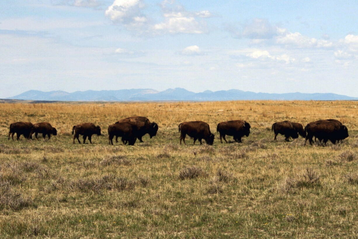 FILE - In this April 25, 2012, file photo, a herd of bison move through land controlled by the American Prairie Reserve south of Malta, Mont. U.S. officials on Wednesday, March 30, 2022, announced approved of the reserve's proposal to expand bison grazing on public lands in north-central Montana.