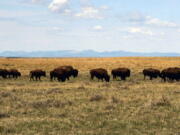 FILE - In this April 25, 2012, file photo, a herd of bison move through land controlled by the American Prairie Reserve south of Malta, Mont. U.S. officials on Wednesday, March 30, 2022, announced approved of the reserve's proposal to expand bison grazing on public lands in north-central Montana.