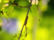 This 2017 photo by Holland Haverkamp shows a browntail moth caterpillar in Maine. The caterpillars can cause an itchy rash in humans, and a new study by University of Maine scientists states that their spread appears aided by climate change.