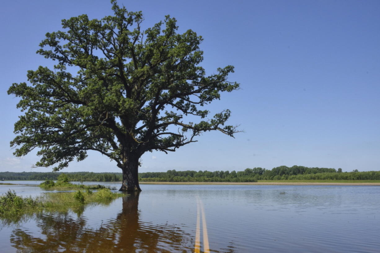 FILE - Floodwaters surround a bur oak tree southwest of Columbia, Mo., on Wednesday, June 5, 2019. A study published Tuesday, March 15, 2022, in the journal Nature Communications details how warmer temperatures and extra carbon dioxide in the air will make pollen season even more of a bother than it is now.