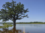 FILE - Floodwaters surround a bur oak tree southwest of Columbia, Mo., on Wednesday, June 5, 2019. A study published Tuesday, March 15, 2022, in the journal Nature Communications details how warmer temperatures and extra carbon dioxide in the air will make pollen season even more of a bother than it is now.