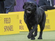 Memo, a Labrador retriever, competes Feb. 13, 2018, in the sporting group during the 142nd Westminster Kennel Club Dog Show, at Madison Square Garden in New York.