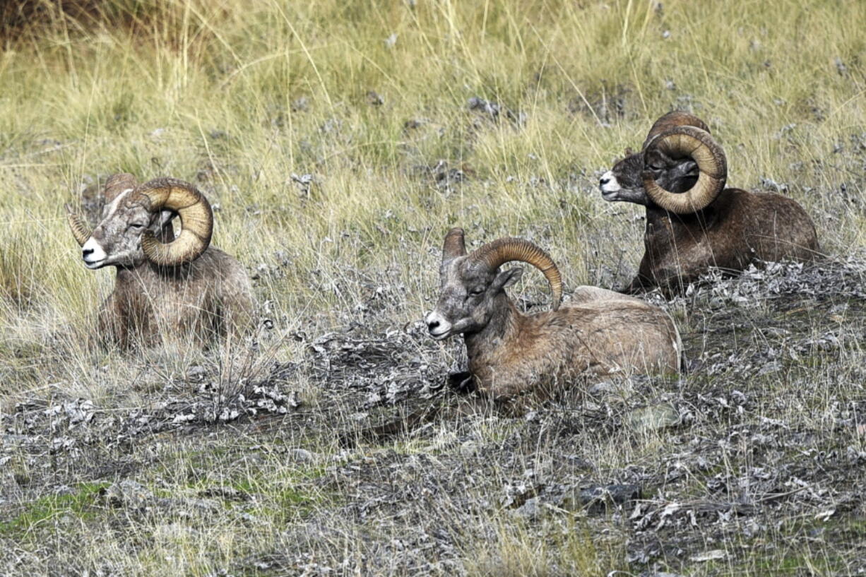 Bighorn sheep rest on a hillside on Wild Horse Island State Park in Flathead Lake in northwestern Montana on Sept. 19, 2019. Montana wildlife officials believe mountain lions, who likely accessed the island by traveling on ice, may have killed about 70 bighorn sheep before the lions were killed by wildlife officials over the past three months.