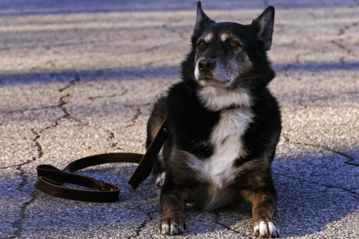 Ruby, a working K-9 for the Rhode Island State Police and former shelter dog, holds in a down-stay outside the state police barracks in North Kingstown, R.I., Wednesday, Feb. 16, 2022. The Australian shepherd and border collie mix will be featured in a Netflix movie titled "Rescued by Ruby", which chronicles the dog's life from being returned five times to a shelter as an uncontrollable pup to an eleven year veteran search and rescue K-9.