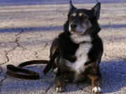 Ruby, a working K-9 for the Rhode Island State Police and former shelter dog, holds in a down-stay outside the state police barracks in North Kingstown, R.I., Wednesday, Feb. 16, 2022. The Australian shepherd and border collie mix will be featured in a Netflix movie titled "Rescued by Ruby", which chronicles the dog's life from being returned five times to a shelter as an uncontrollable pup to an eleven year veteran search and rescue K-9.