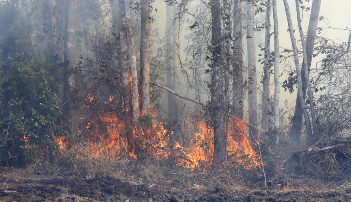 A wildfire burns Sunday, March 6, 2022, in Panama City, Fla.