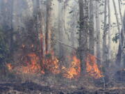 A wildfire burns Sunday, March 6, 2022, in Panama City, Fla.