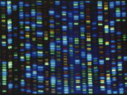 This undated image made available by the National Human Genome Research Institute shows the output from a DNA sequencer. In research published in the journal Science on Thursday, March 31, 2022, scientists announced they have finally assembled the full genetic blueprint for human life, adding the missing pieces to a puzzle nearly completed two decades ago. An international team described the sequencing of a complete human genome, the set of instructions to build a human being.