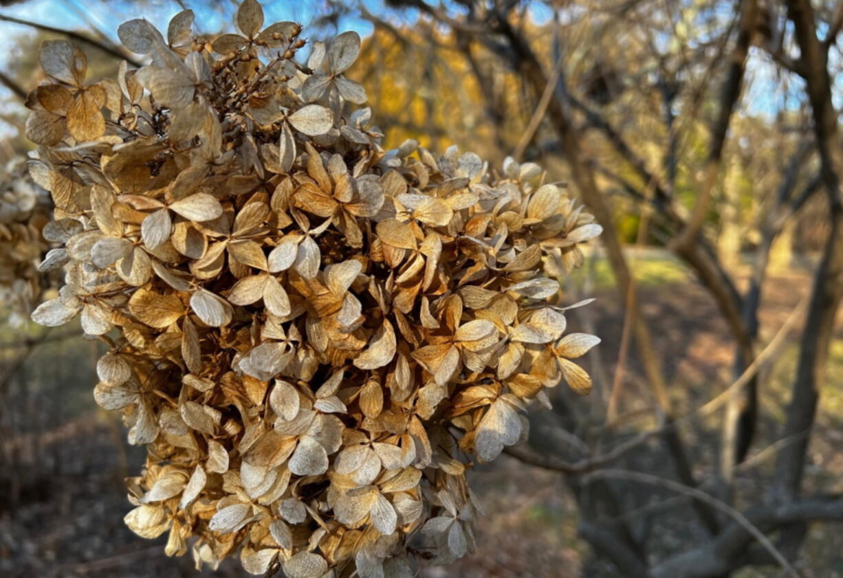 Dried hydrangea flowers (Jessica Damian/Associated Press)