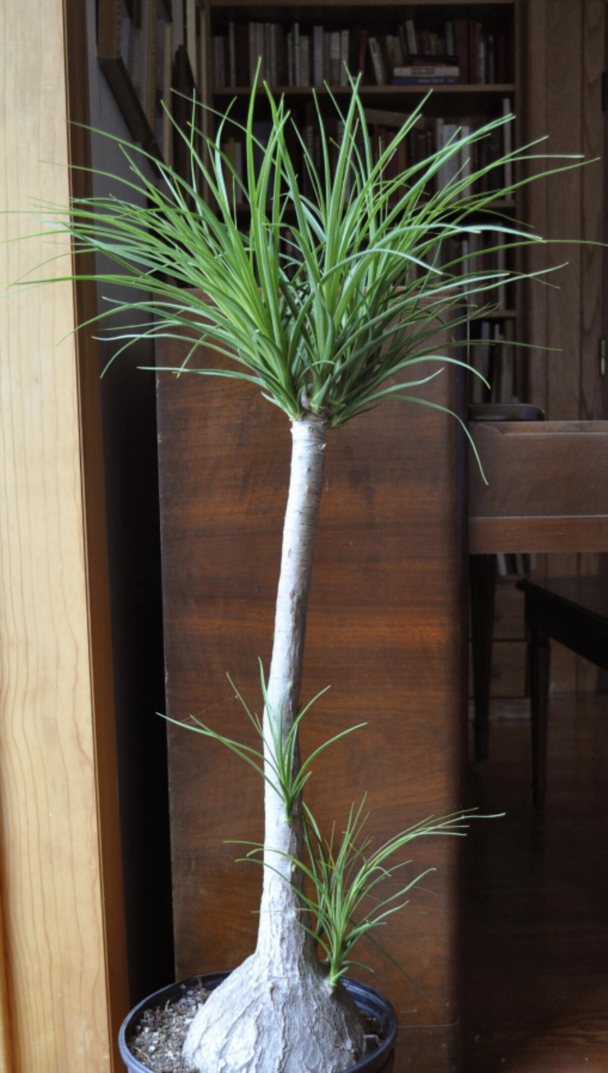 A ponytail palm in New Paltz, NY. Cutting back the single stem of this plant to prevent it from growing too tall has coaxed it to send new stems all along the remaining trunk.