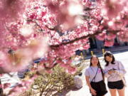 Elaine Zhang, left, and Isabelle Sohn admire cherry blossoms Friday in Washington, D.C.