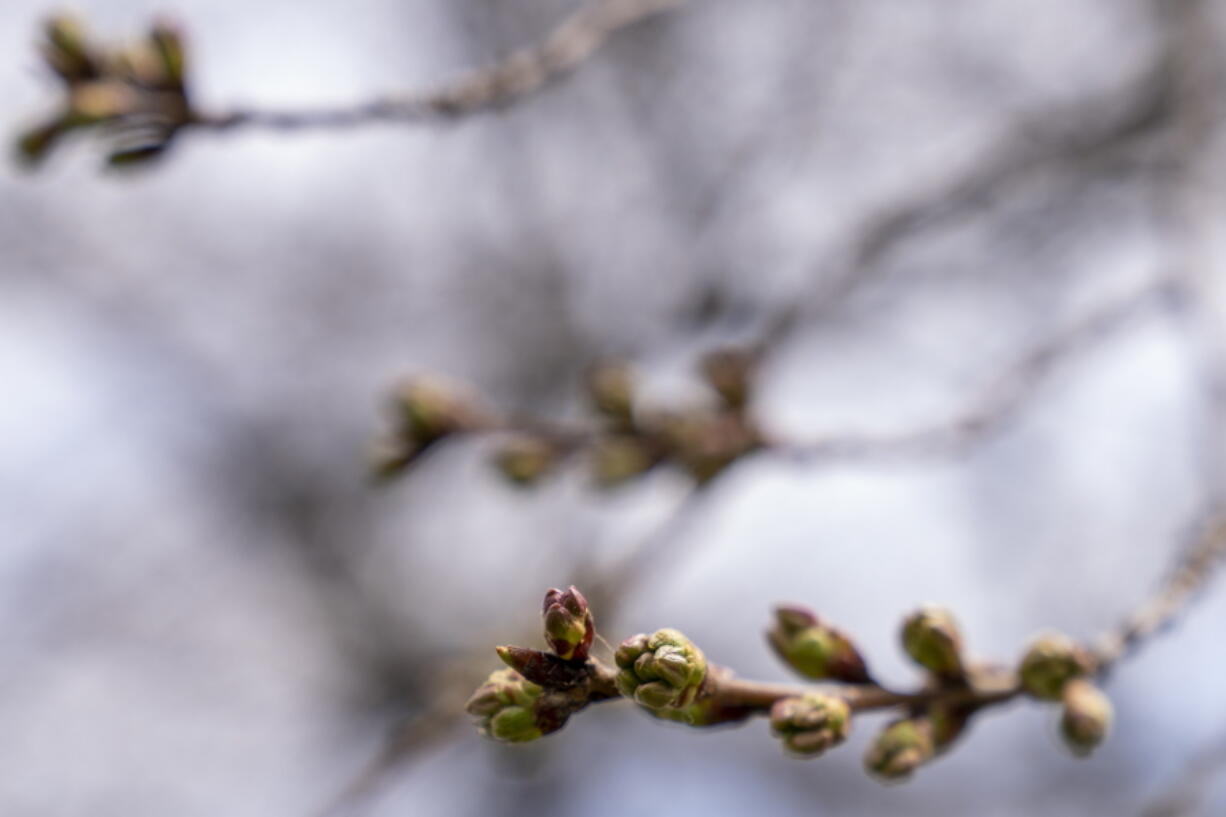 Buds of cherry blossoms along the Tidal Basin in Washington, Thursday, March 10, 2022.