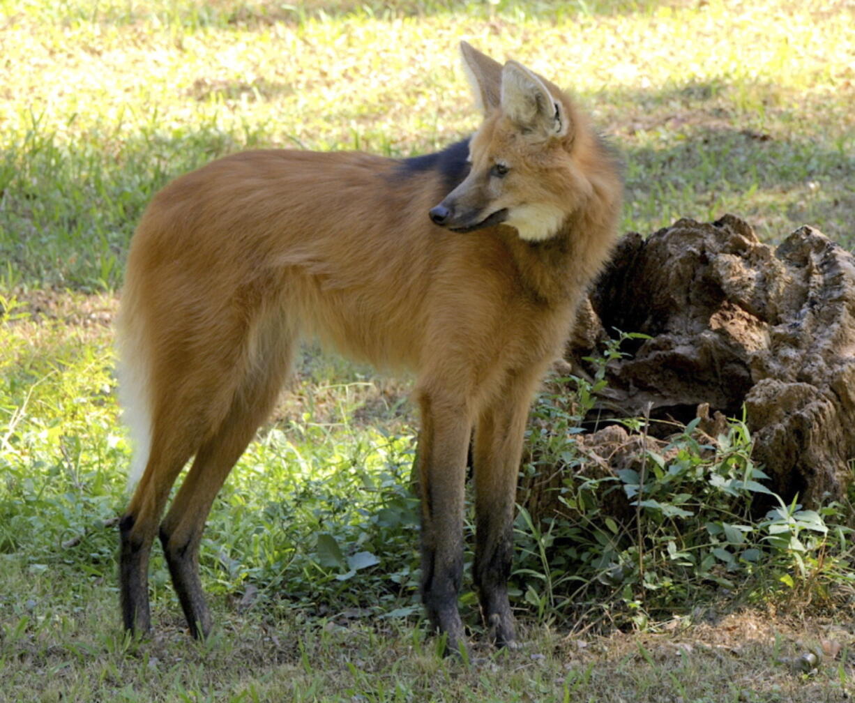 In this undated photo provided by the Audubon Nature Institute is Sheldon, a maned wolf, a father of new puppies at the Audubon Zoo in New Orleans. Near-threatened maned wolves brought to New Orleans to breed have done just that, and are rearing four puppies, the Audubon Zoo announced Thursday, March 3, 2022. Three are black and one is silver, but they'??ll mature to their parents'?? coloration '?? red coats shading to black on muzzles and long, slender legs.