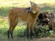 In this undated photo provided by the Audubon Nature Institute is Sheldon, a maned wolf, a father of new puppies at the Audubon Zoo in New Orleans. Near-threatened maned wolves brought to New Orleans to breed have done just that, and are rearing four puppies, the Audubon Zoo announced Thursday, March 3, 2022. Three are black and one is silver, but they'??ll mature to their parents'?? coloration '?? red coats shading to black on muzzles and long, slender legs.