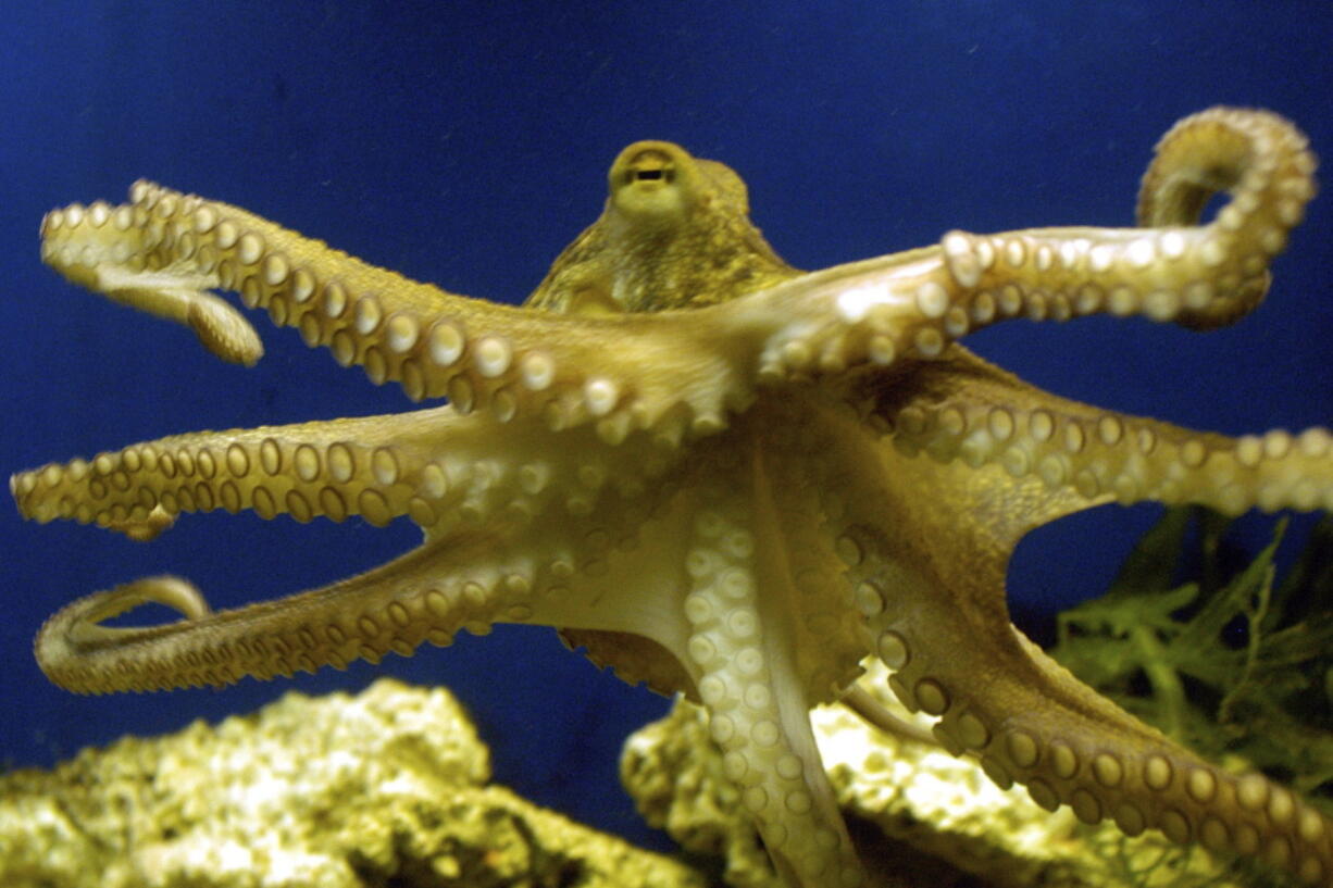 An octopus swims at the zoo in Frankfurt, Germany, in 2005.