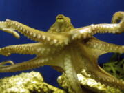 An octopus swims at the zoo in Frankfurt, Germany, in 2005.