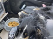 Javi, an Australian shepherd-border collie mix, sleeps in a car during a road trip from Los Angeles to San Francisco with his owner Ben Lowenstein in February. Lowenstein loves to travel and he never leaves Javi behind.