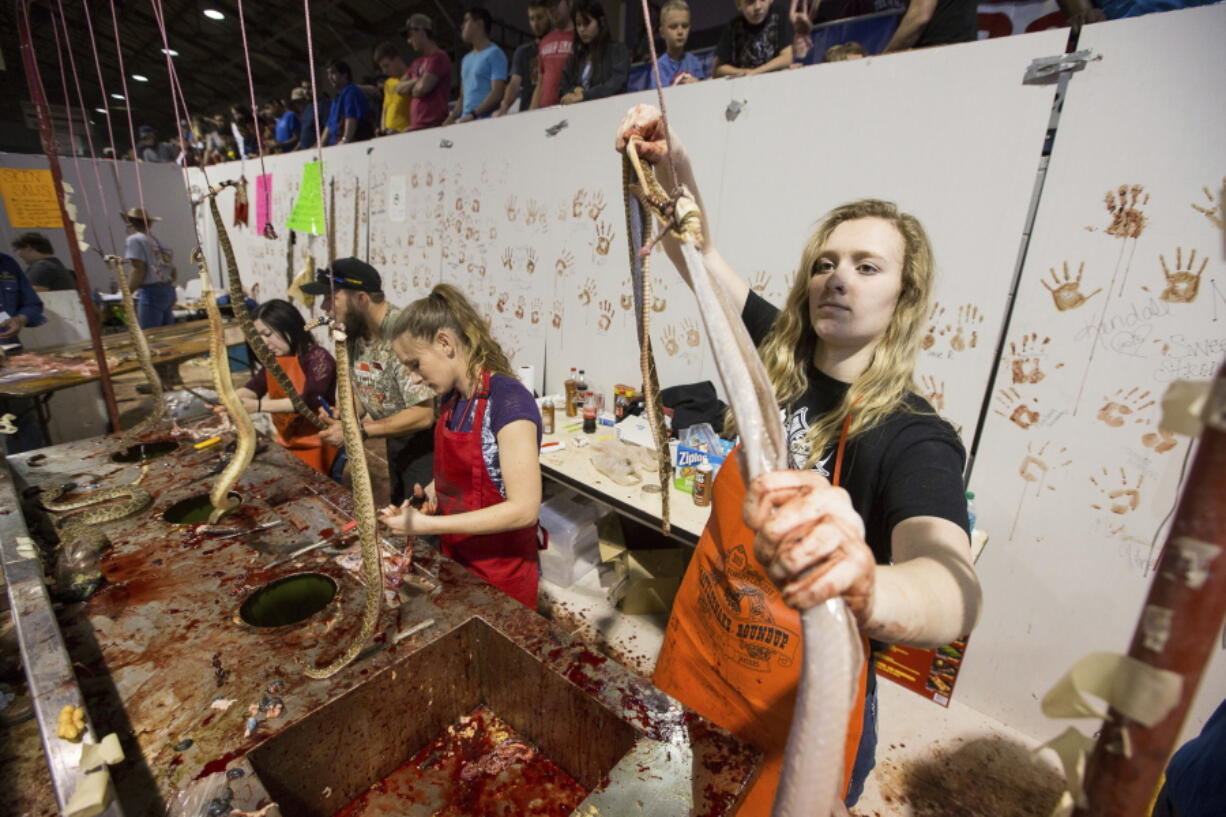 FILE -Sweetwater Jaycees clean and skinned rattlesnakes during 57th Sweetwater Jaycees World Largest Rattlesnake Round-up at the Nolan County Coliseum in Sweetwater Texas, March 14, 2015. Animal rights activists praised an annual rattlesnake roundup in south Georgia that recently changed the format of this month's event to celebrate living snakes without skinning and butchering them.