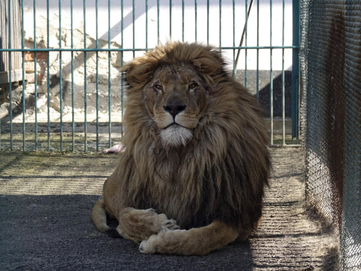 Adult male lion named Simba sits inside a cage at a zoo in Radauti, about 18 miles south of Romania's northern Siret border, on March 23. The lion and a wolf named Akyla have been evacuated from a zoo in war-torn Ukraine to safety in Romania in what an animal rights group says was a four-day mission "full of dangers" further hampered by bureaucracy at the border.