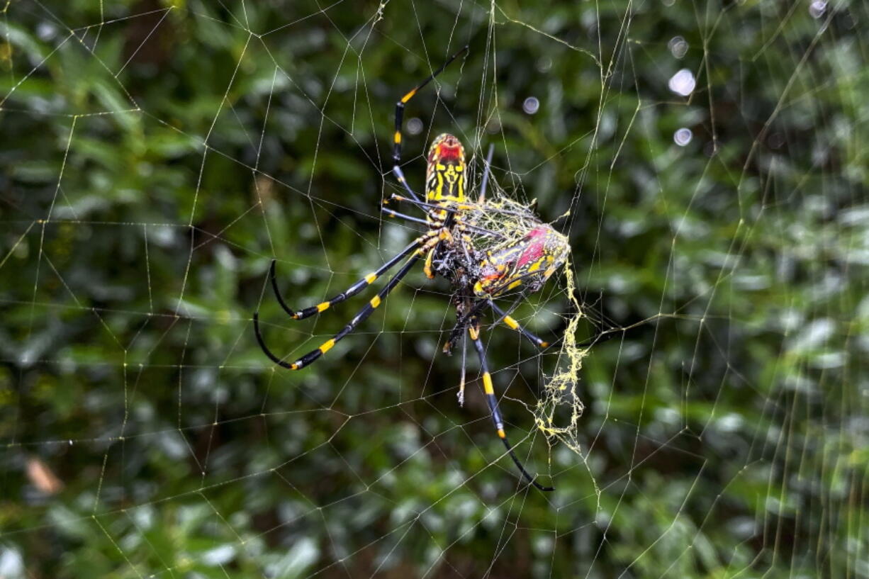 FILE - The Joro spider, a large spider native to East Asia, is seen in Johns Creek, Ga., on Sunday, Oct. 24, 2021. Researchers say the large spider that proliferated in Georgia in 2021 could spread to much of the East Coast.