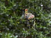 FILE - The Joro spider, a large spider native to East Asia, is seen in Johns Creek, Ga., on Sunday, Oct. 24, 2021. Researchers say the large spider that proliferated in Georgia in 2021 could spread to much of the East Coast.