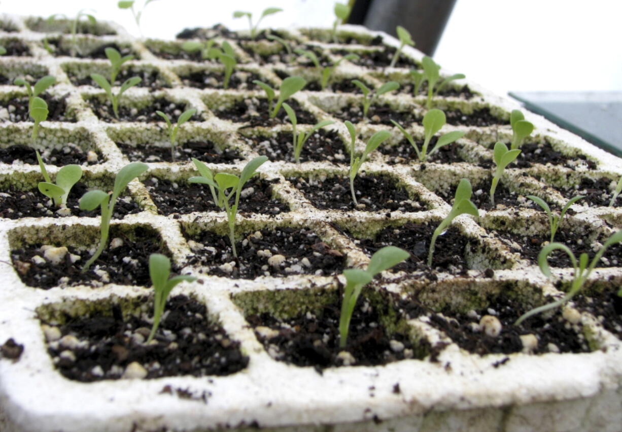 After three or four weeks, these lettuce plants will fill their "cells" and be ready to transplant outdoors in the garden.