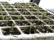 After three or four weeks, these lettuce plants will fill their "cells" and be ready to transplant outdoors in the garden.