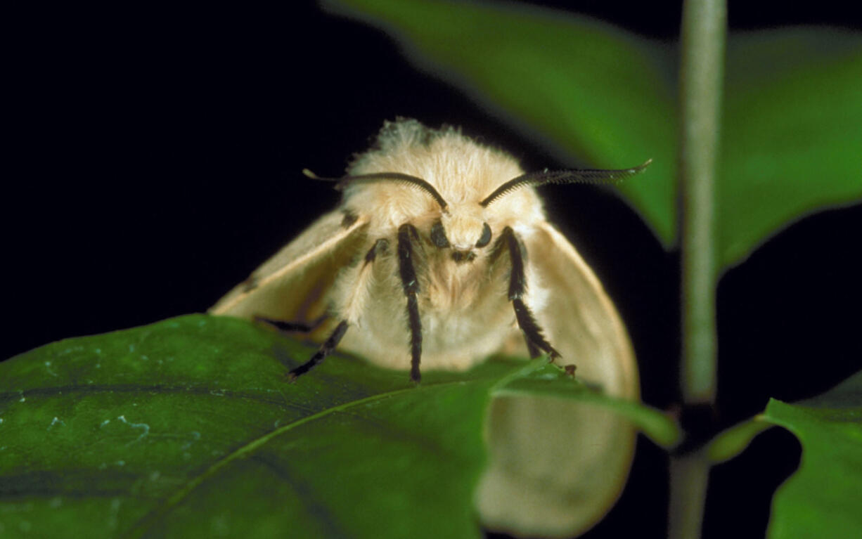 The terribly destructive and invasive gypsy moth has been renamed the spongy moth, part of the Entomological Society of America's Better Common Names project.