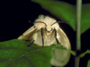 The terribly destructive and invasive gypsy moth has been renamed the spongy moth, part of the Entomological Society of America's Better Common Names project.