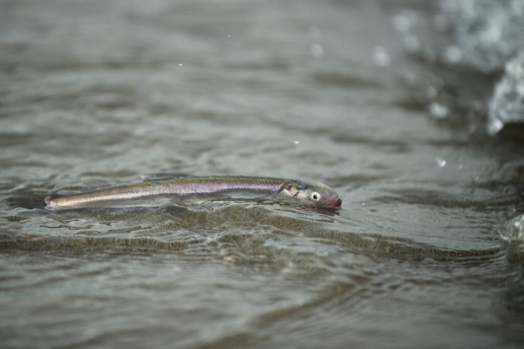 Smelt in the Columbia River at Frenchman's Bar in Vancouver.