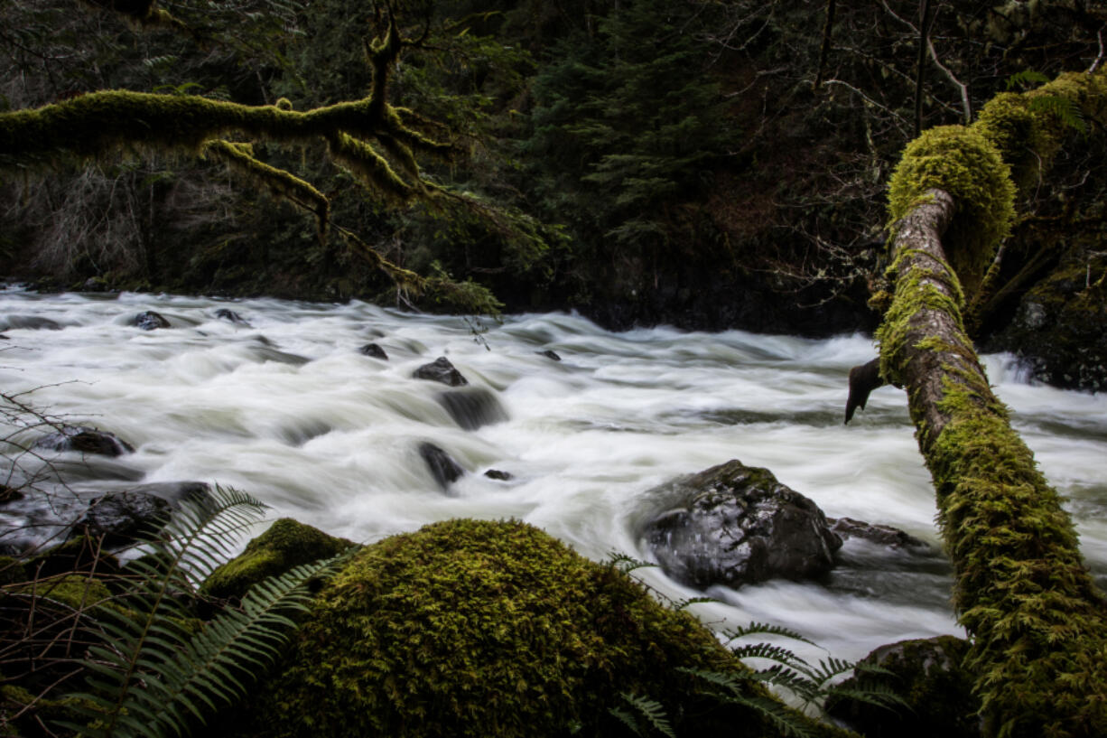 A part of the Middle Fork River in North Bend. The riverbank of the rushing Middle Fork offers a wider view across the river to more moss-covered forest.