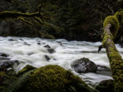 A part of the Middle Fork River in North Bend. The riverbank of the rushing Middle Fork offers a wider view across the river to more moss-covered forest.