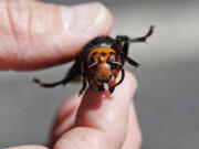 FILE - In this May 7, 2020 file photo Washington State Department of Agriculture entomologist Chris Looney displays a dead giant hornet, a sample brought in from Japan for research in Blaine, Wash.