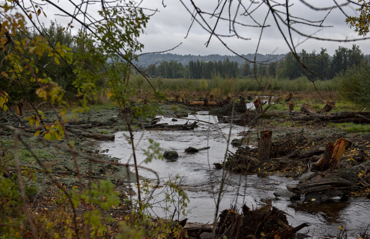 A restored section of Gibbons Creek at Steigerwald Lake National Wildlife Refuge is pictured Oct. 13.