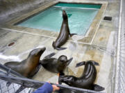 California sea lions at the Pacific Marine Mammal Center in Laguna Beach, California, on Thursday, March 31, 2022.