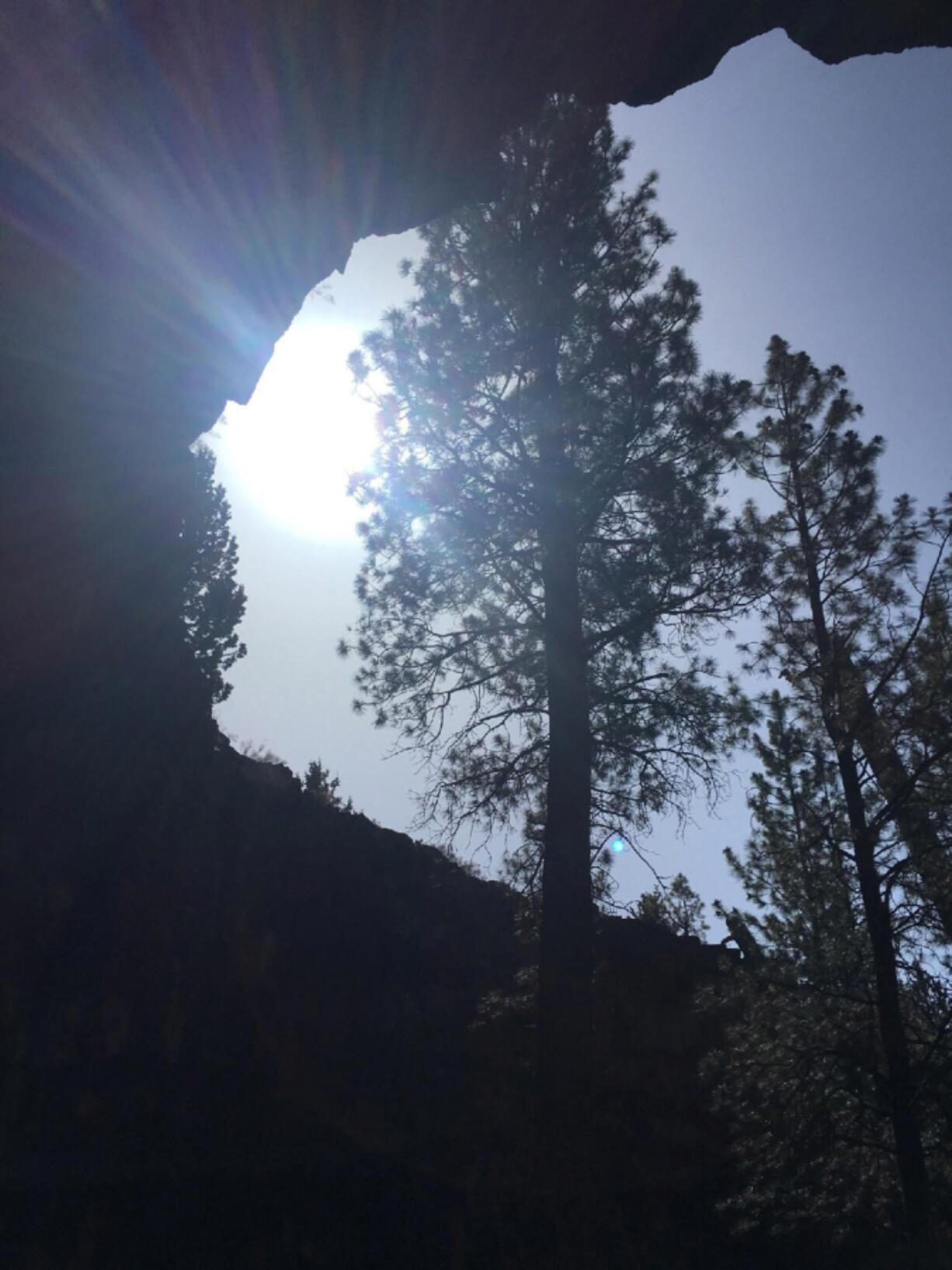 Ponderosas reach toward the sun from the floor of Hidden Forest Cave, a collapsed lava tube with a bandshell-like portion that begs for exploration.