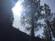 Ponderosas reach toward the sun from the floor of Hidden Forest Cave, a collapsed lava tube with a bandshell-like portion that begs for exploration.