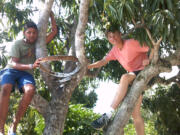 Columbia River High School sophomore Peter Lubisich, right, sits in a mango tree with a teenager from El Rodeo, Dominican Republic. Before Courts For Kids built an outdoor sports court, the town's youth played basketball on a makeshift hoop nailed to the tree.