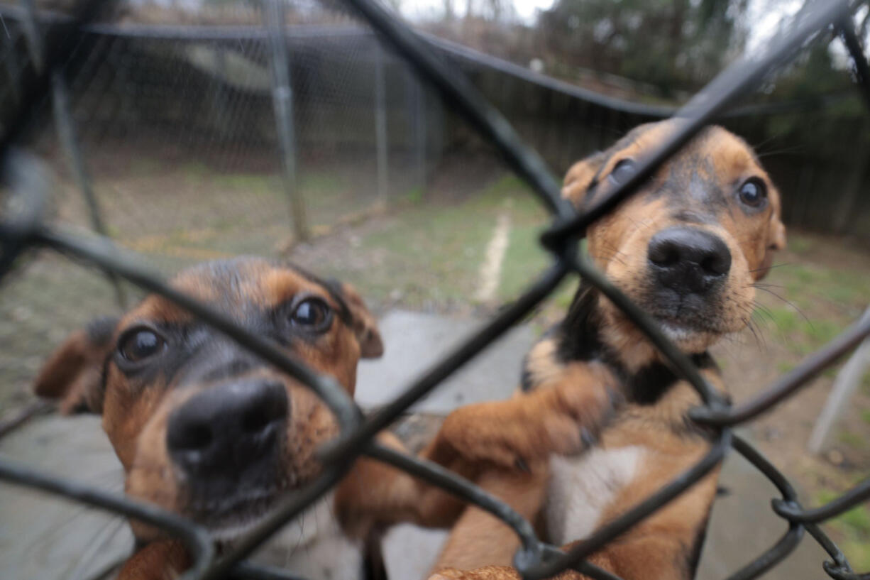 Four-month-old mixed breed Terrier puppies Caspian and Baltic at Phoenix Animal Rescue of Chester Springs, Pennsylvania on April 3, 2022.