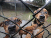 Four-month-old mixed breed Terrier puppies Caspian and Baltic at Phoenix Animal Rescue of Chester Springs, Pennsylvania on April 3, 2022.