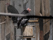 A condors at the California Condor Recovery Program at the Los Angeles Zoo on Tuesday, April 5, 2022, in Los Angeles, California.