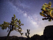 A view of the Milky Way arching over Joshua trees at a park campground popular among stargazers in Joshua Tree National Park, Wednesday, July 26, 2017. (Allen J.