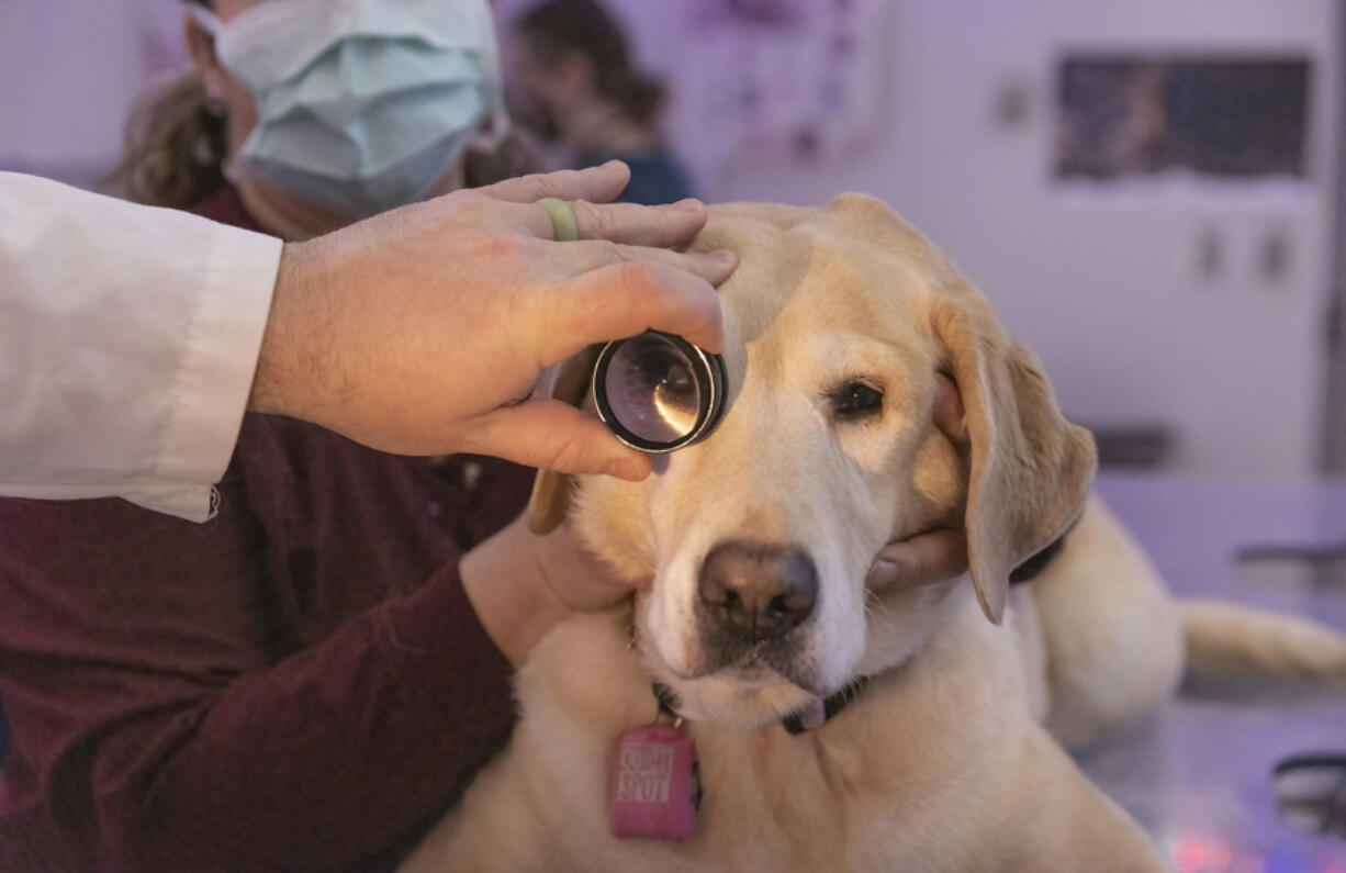 Nine-year-old Bagel sits patiently as Dr. Ryan Baumwart gives her an exam at WSU in Pullman to see if she meets the criteria to be part of the Dog Aging Project, Friday, March 18, 2022. In the background at left, helping out, is licensed veterinary technician Janel Holden. (Ellen M.