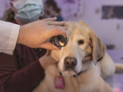 Nine-year-old Bagel sits patiently as Dr. Ryan Baumwart gives her an exam at WSU in Pullman to see if she meets the criteria to be part of the Dog Aging Project, Friday, March 18, 2022. In the background at left, helping out, is licensed veterinary technician Janel Holden. (Ellen M.