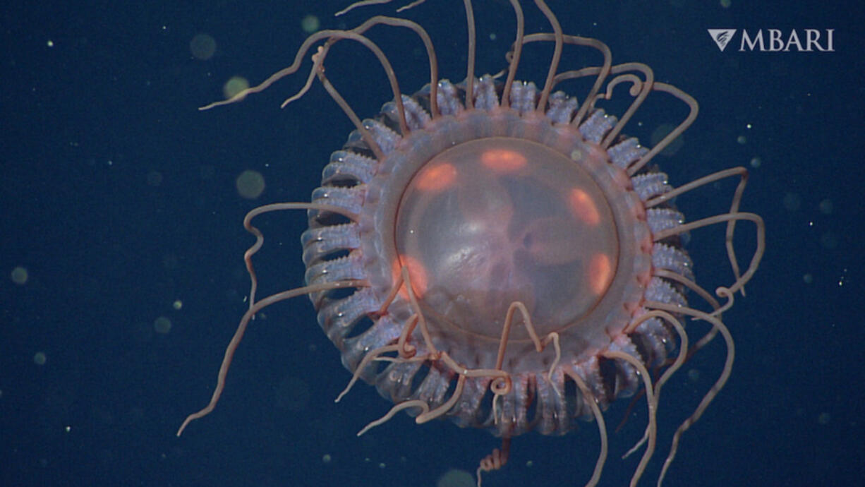 A new species of deep-sea crown jelly, Atolla reynoldsi, discovered by MBARI researchers. This individual was observed off Monterey Bay at a depth of 1,463 meters (4,800 feet) by MBARI???s ROV Doc Ricketts in 2018.