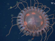 A new species of deep-sea crown jelly, Atolla reynoldsi, discovered by MBARI researchers. This individual was observed off Monterey Bay at a depth of 1,463 meters (4,800 feet) by MBARI???s ROV Doc Ricketts in 2018.